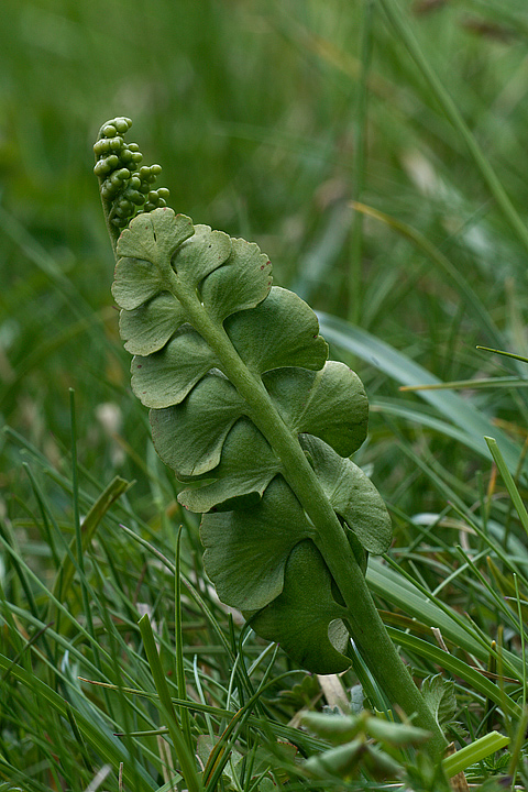 Botrychium lunaria / Botrichio